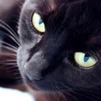 Власоеды у кошек: признаки и лечение