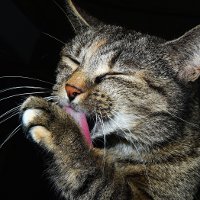 Иллюстрация к статье Чесотка у кошек: причины и методы лечения