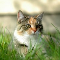 Лишай у кошек: лечение