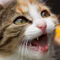 Иллюстрация к статье Стоматит у кошек: причины, симптомы, лечение