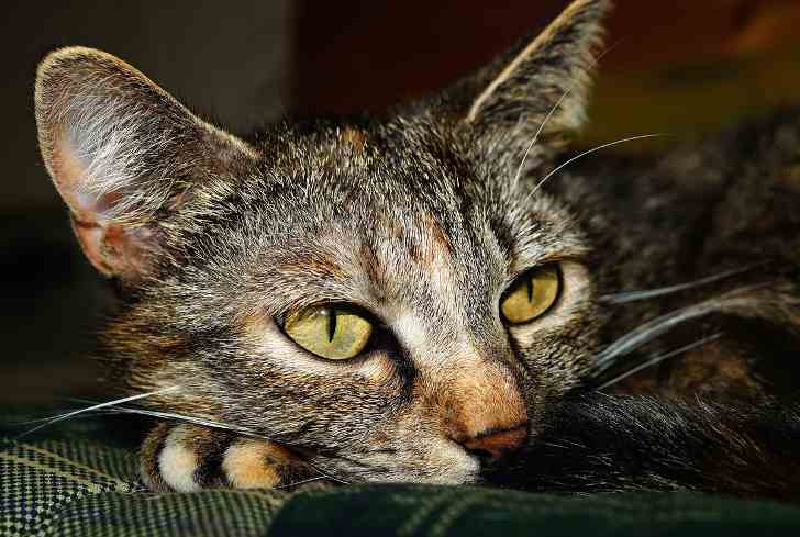 Причины, симптомы и методы лечения стоматита у кошек