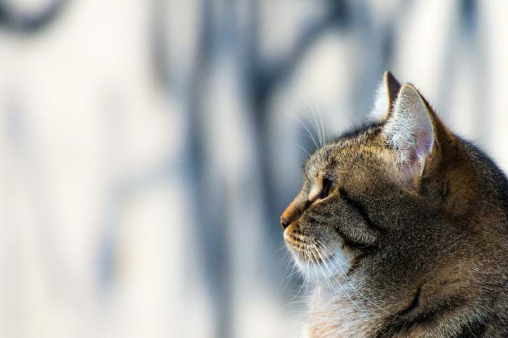 Цистит у кошек: признаки и лечение