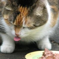 Сколько кормить кошку