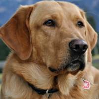 Порода собак лабрадор: описание и уход