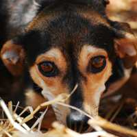 Конъюнктивит у собак: причины, признаки, лечение