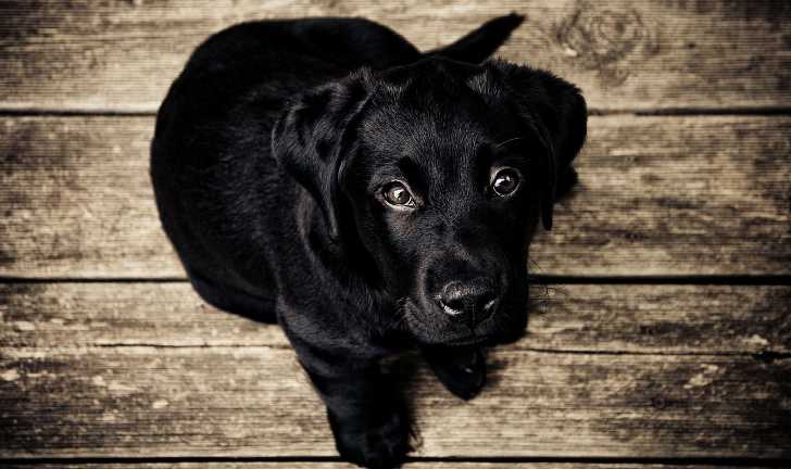Гастрит у собак: симптомы и методы лечения