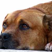 Власоеды у собак: признаки и методы лечения