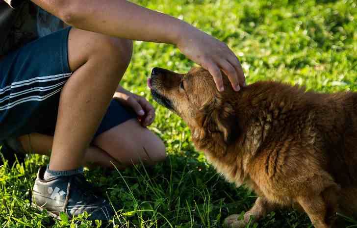 Причины, симптомы и лечение чесотки у собак