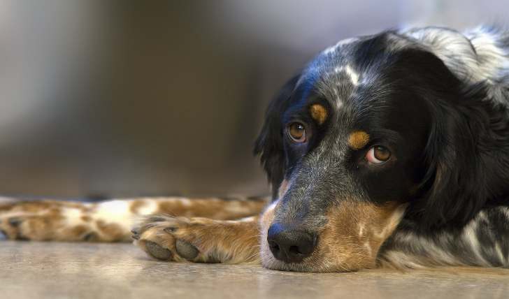 Симптомы и лечение отравления у собак