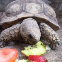 Содержание черепахи в домашних условиях