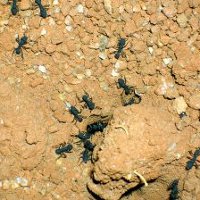 Домашний муравейник: содержание и уход
