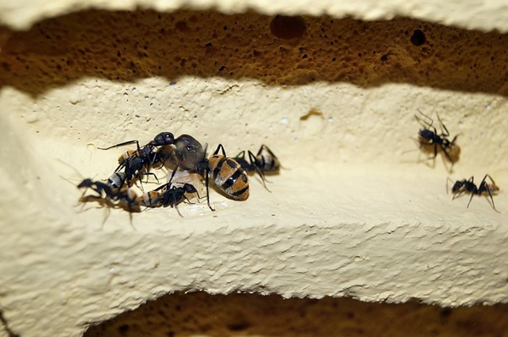 Содержание муравьев в домашних условиях