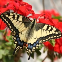 Тропические бабочки: содержание и уход