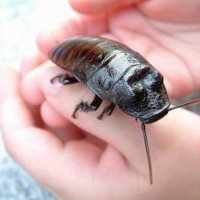 Мадагаскарский таракан в домашних условиях