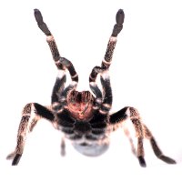 Паук тарантул: правила содержания