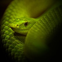 Змея в домашних условиях