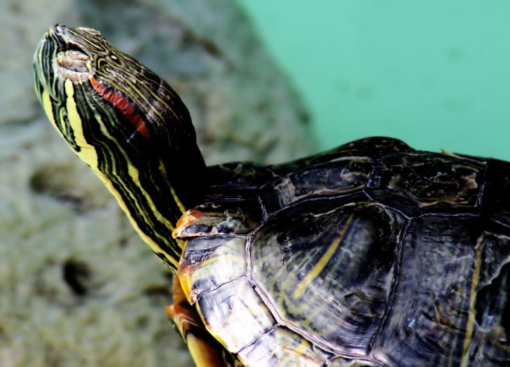 Как узнать пол водной черепахи