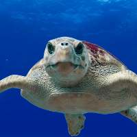 У черепахи опухли глаза: причины и методы лечения