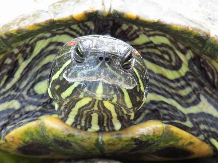 Что делать, если у черепахи опухли глаза