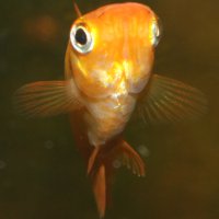 Рыбка меченосец: содержание