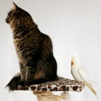 Иллюстрация к статье Попугай и кот: как подружить питомцев