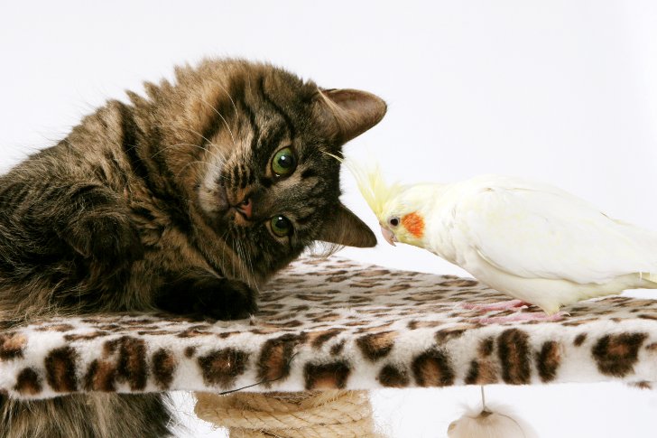 Как подружить попугая и кота