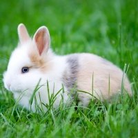 Иллюстрация к статье Кролики породы рекс: особенности, содержание и уход