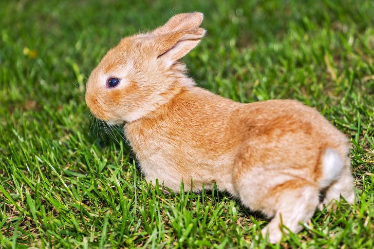 Содержание кролика породы рекс