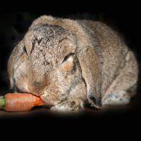 Иллюстрация к статье Карликовый кролик вислоухий баран