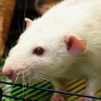 Белая крыса в домашних условиях