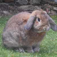 Кокцидиоз у кроликов: симптомы и методы лечения