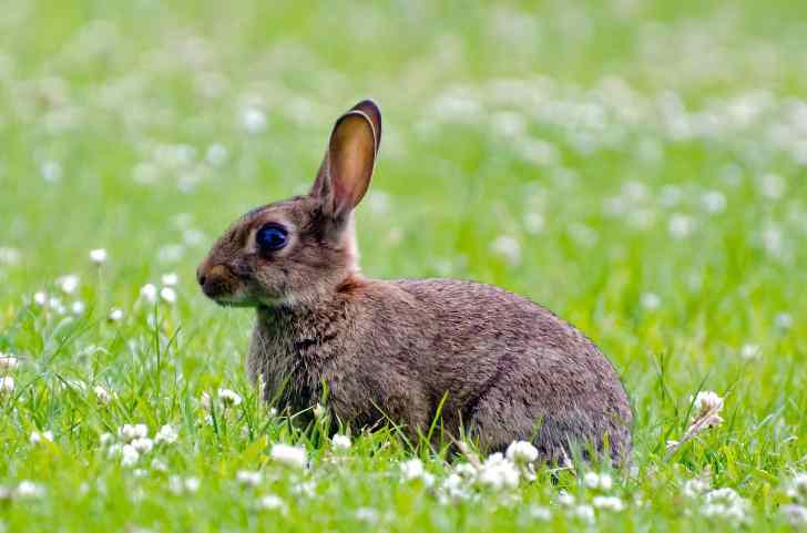 Симптомы и лечение кокцидиоза у кроликов