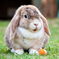 Иллюстрация к статье Корм для кроликов: какой выбрать