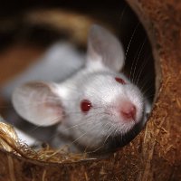 Домашние мыши: содержание и уход