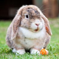 Иллюстрация к статье Прививки кроликам: какие и когда делать