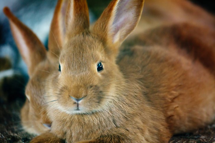 Какие делать прививки кроликам