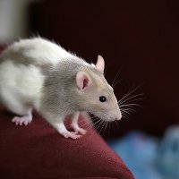 Иллюстрация к статье Сколько живут крысы