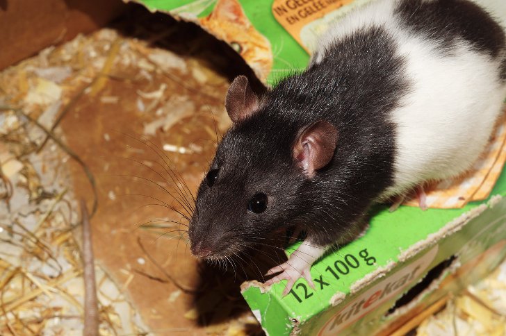 Продолжительность жизни декоративной крысы