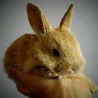 Вздутие живота у кроликов: причины и лечение