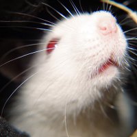 Крыса рожает: что делать