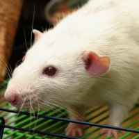 Иллюстрация к статье Как ухаживать за крысой