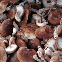 Отравление грибами: симптомы и лечение