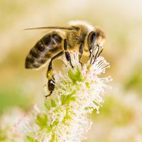 Иллюстрация к статье Первая помощь при укусе пчелы