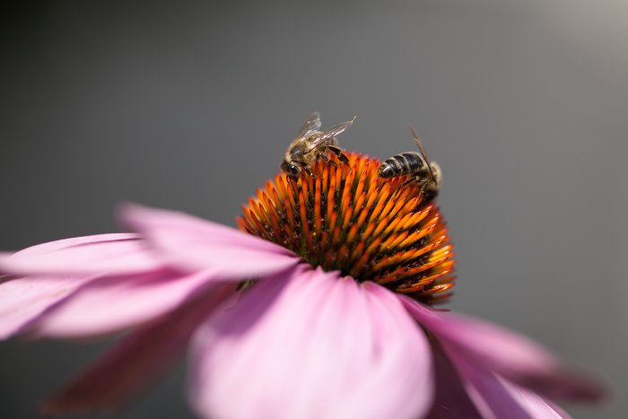 Что делать, если ужалила пчела