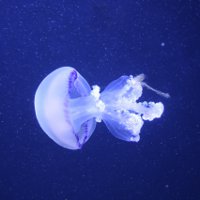 Иллюстрация к статье Первая помощь при укусе медузы