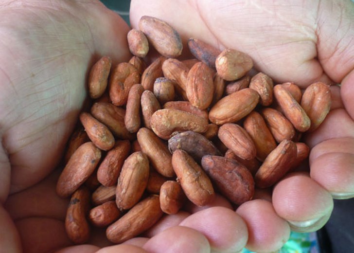 Полезные свойства какао