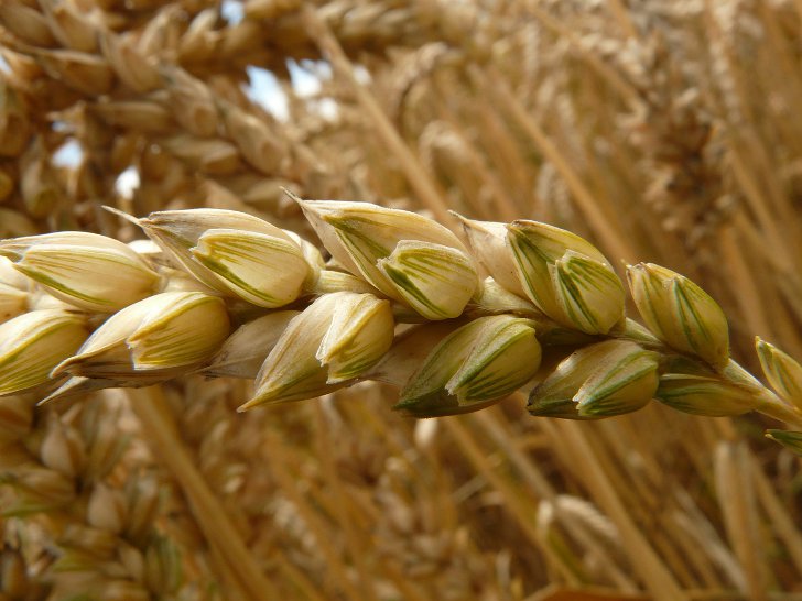 Польза и применение пророщенных зерен пшеницы
