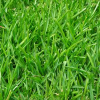 Как выбрать газонную траву