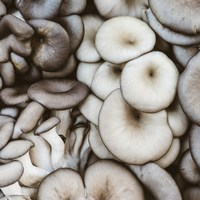 Иллюстрация к статье Как выращивать грибы на садовом участке