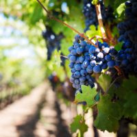 Иллюстрация к статье Как ухаживать за виноградом весной